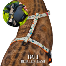 Load image into Gallery viewer, Leash and Harness Set