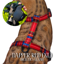 Load image into Gallery viewer, XL Harness & Leash Set