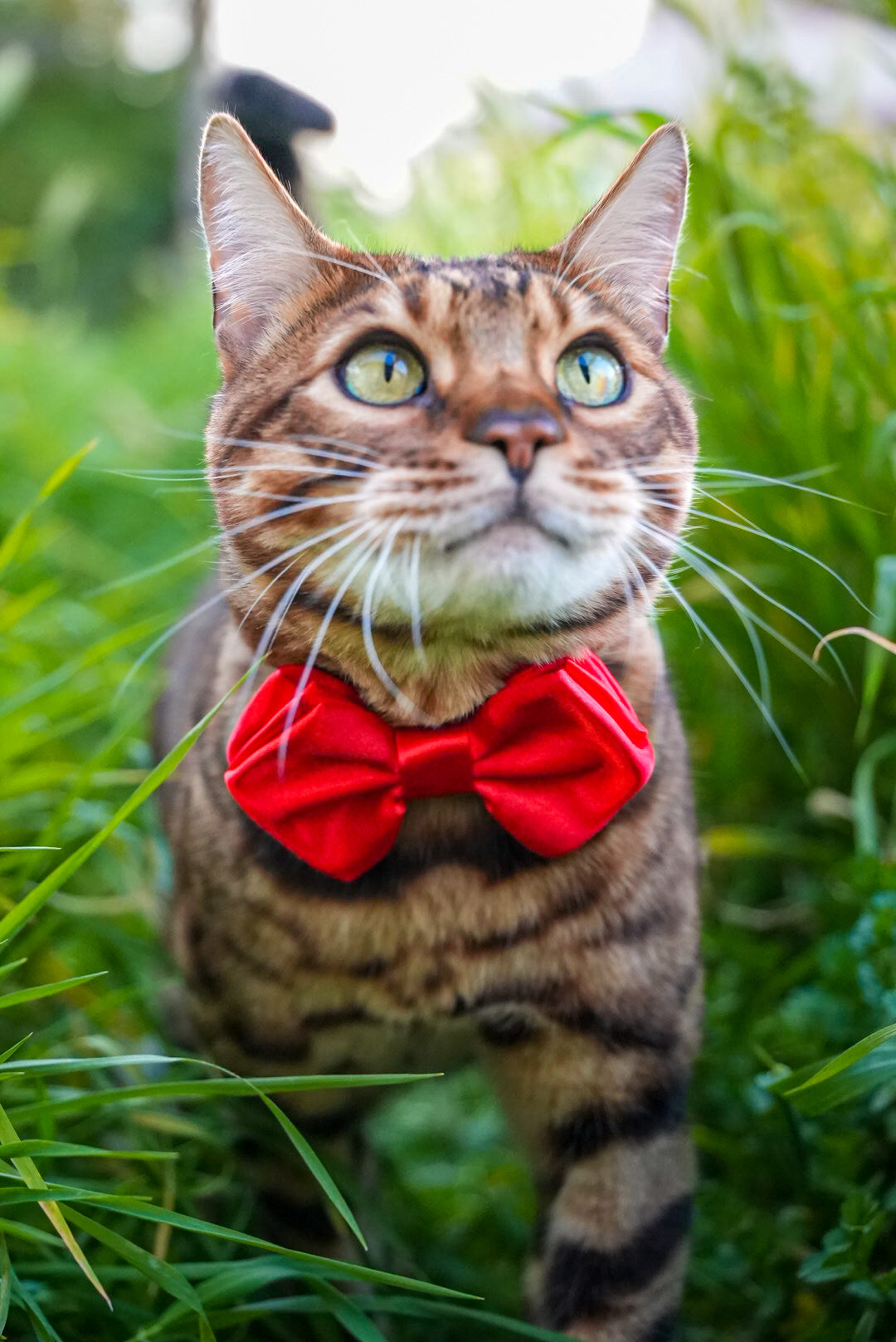 Bow Tie Harness Custom SurferCat