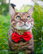 Load image into Gallery viewer, Bow Tie Harness Custom