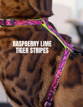 Load image into Gallery viewer, All Harnesses & Collections