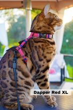 Load image into Gallery viewer, Leash and XL Harness Set