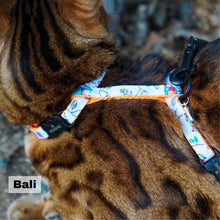 Load image into Gallery viewer, Black Dipped in Gold Leash and Harness Set