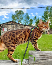 Load image into Gallery viewer, National Park Collection