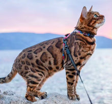 Load image into Gallery viewer, National Park Collection