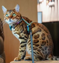 Load image into Gallery viewer, National Park Collection