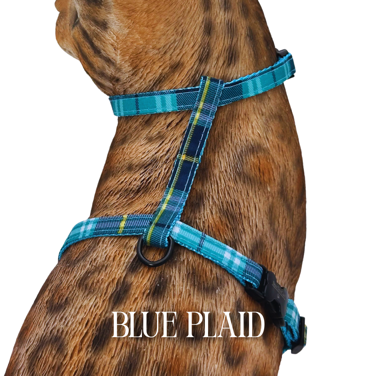 All Harnesses & Collections