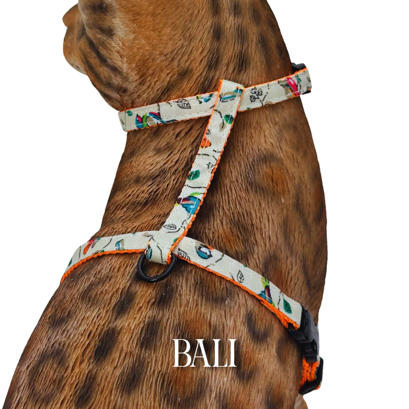 All Harnesses & Collections