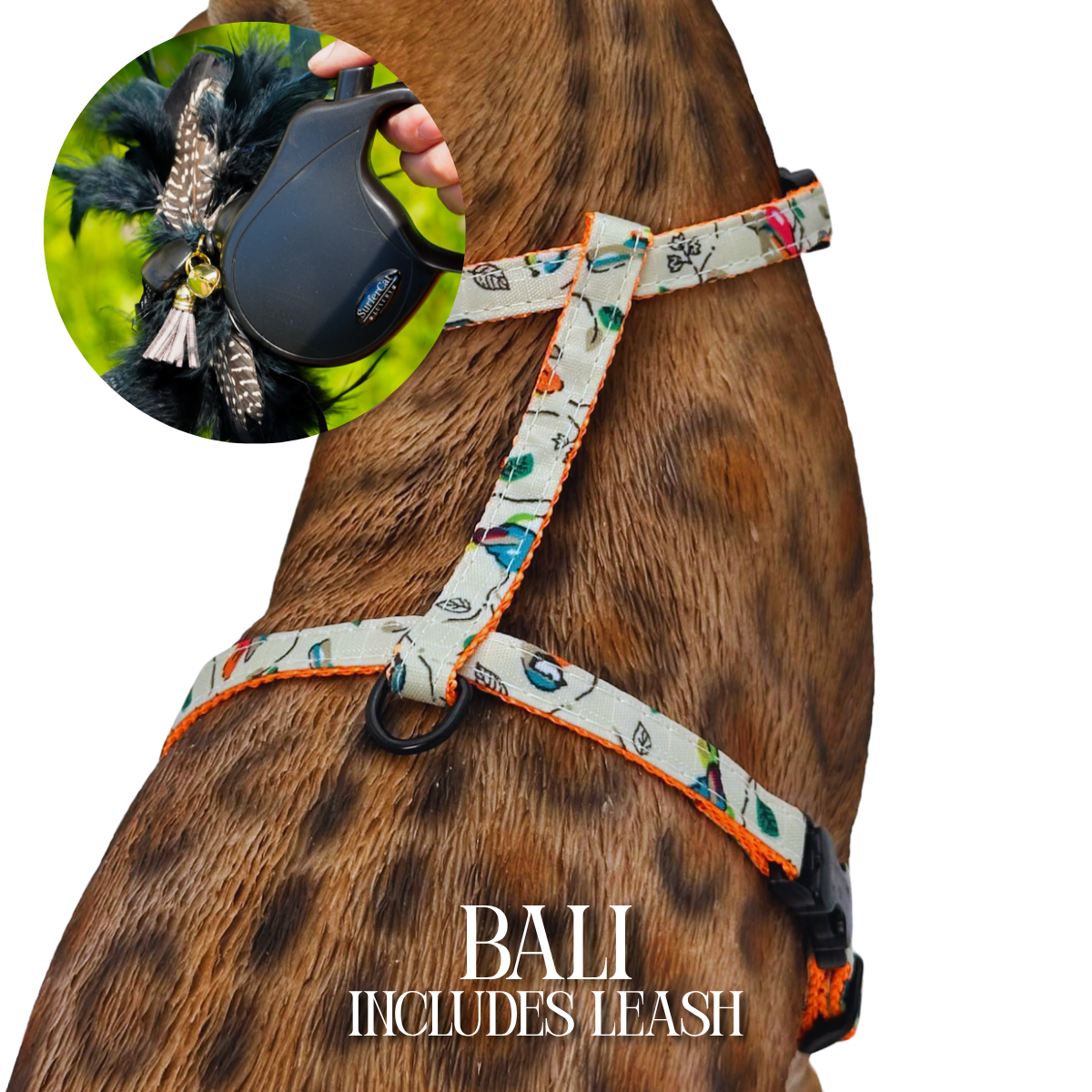 Leash and Harness Set
