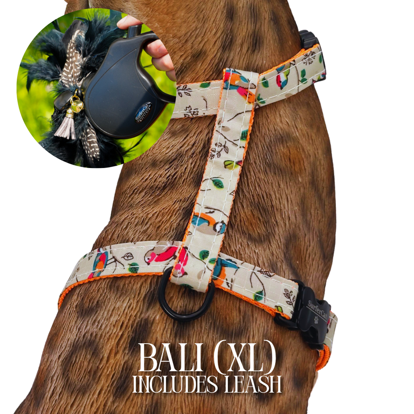 Leash and Harness Set