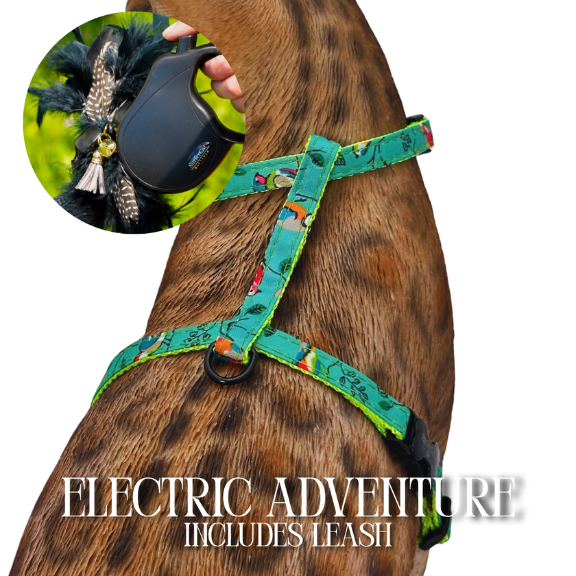 Leash and Harness Set