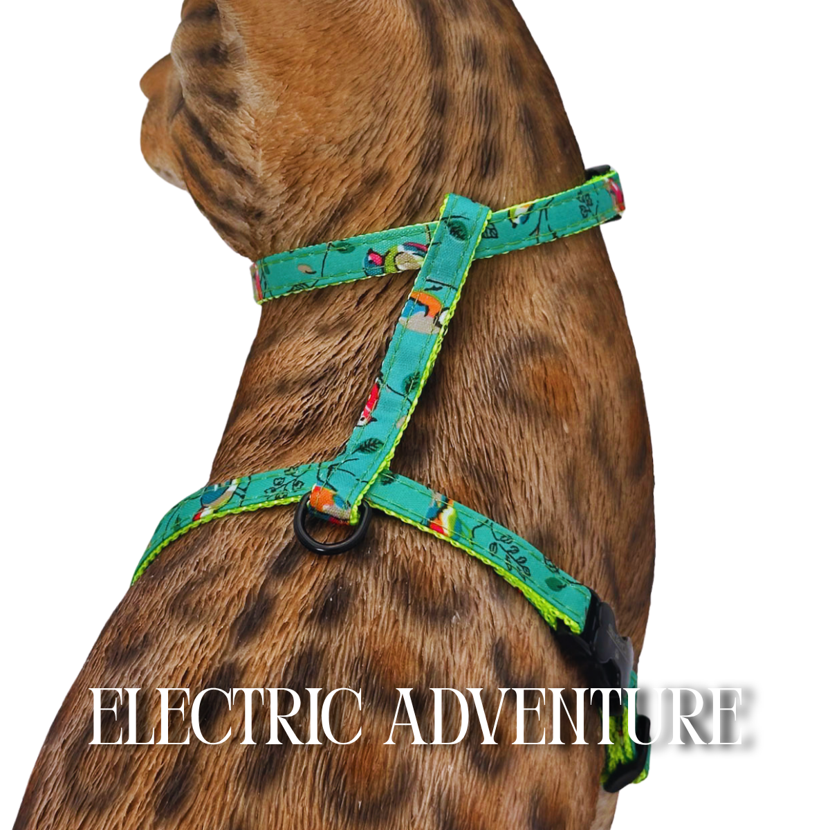All Harnesses & Collections
