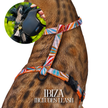 Leash and Harness Set
