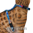 All Harnesses & Collections