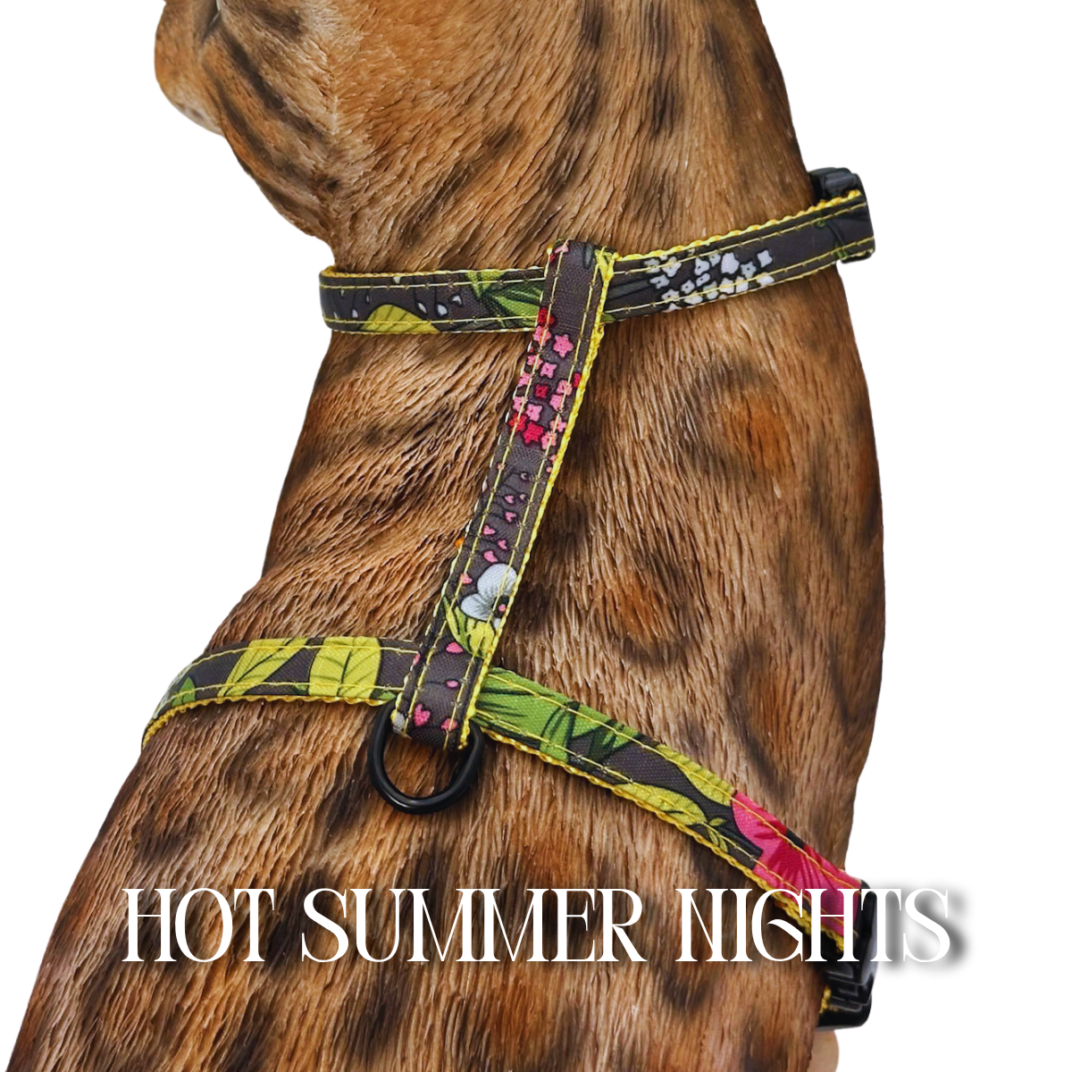 All Harnesses & Collections