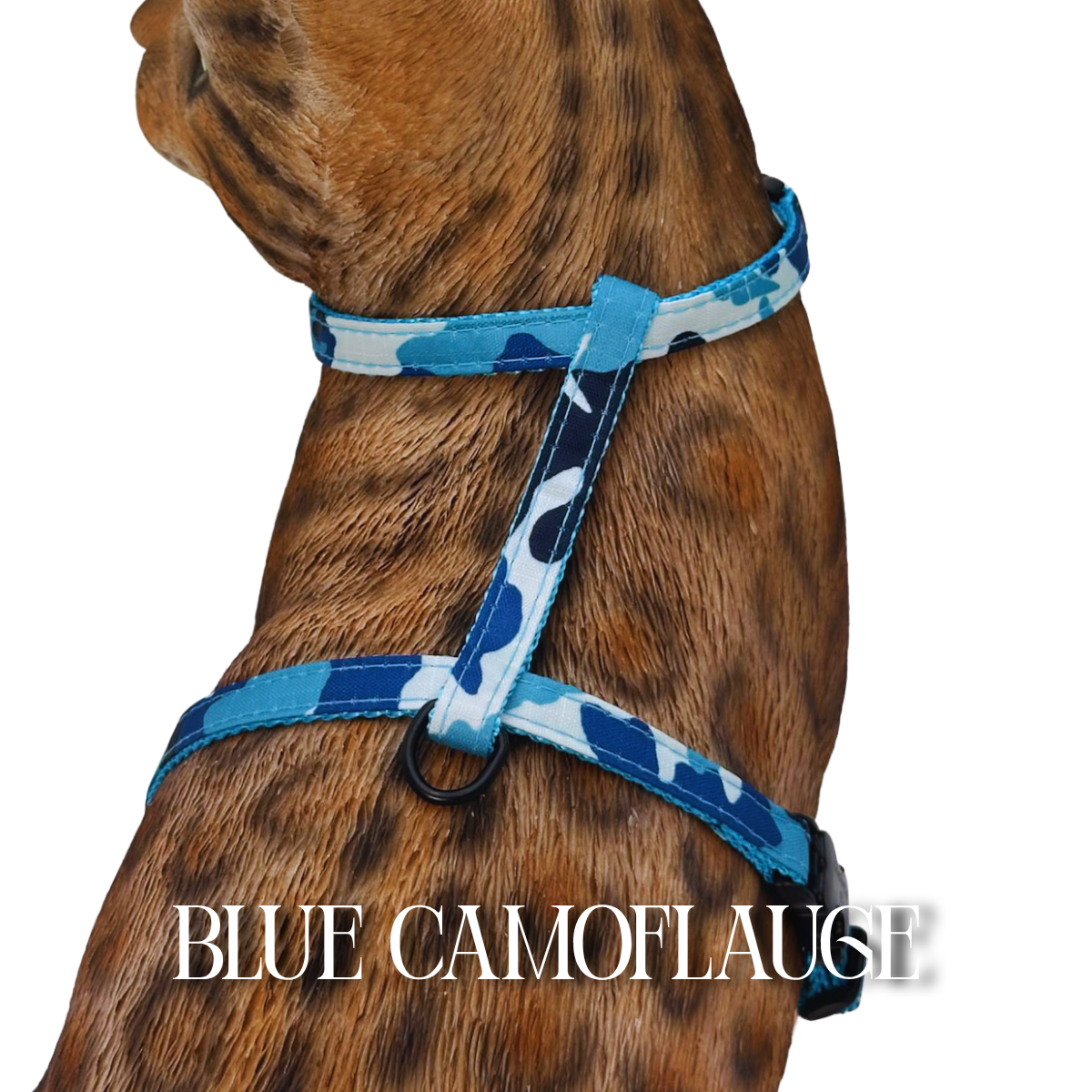 All Harnesses & Collections