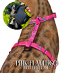 Leash and Harness Set