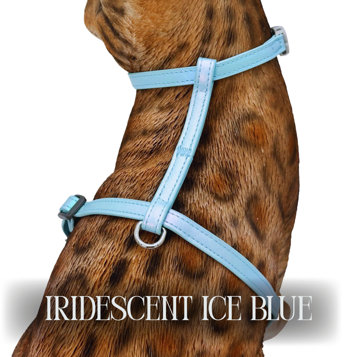 Iridescent Collection- sold separately Hands Free Leash, Escape Proof Harness & collars