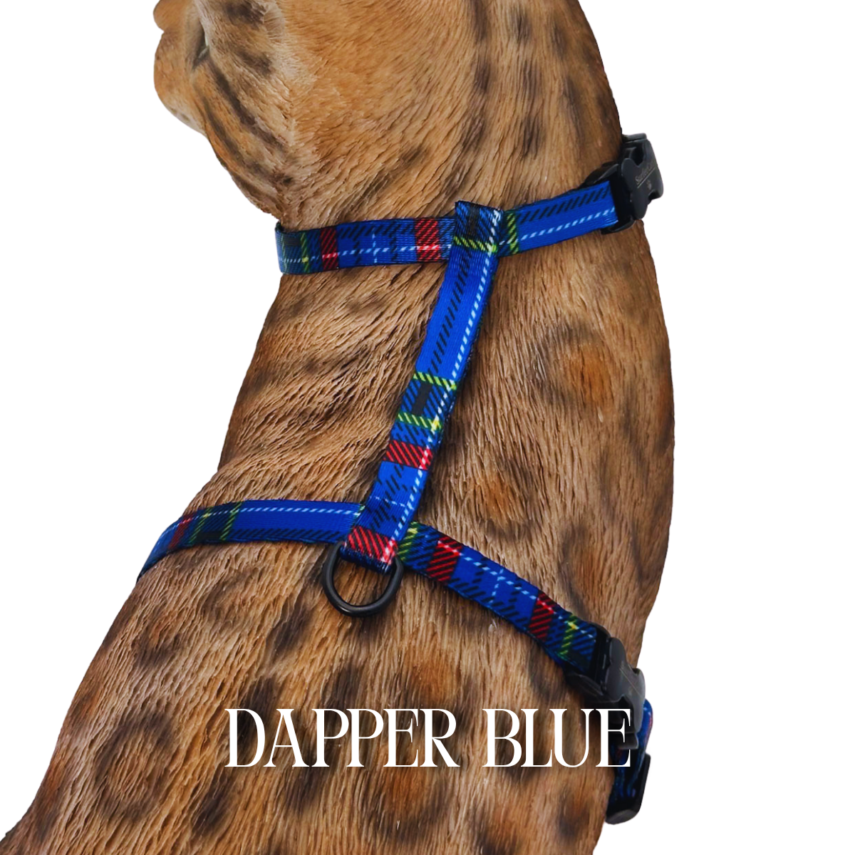 Dapper Collection - Escape Proof