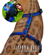 Leash and Harness Set