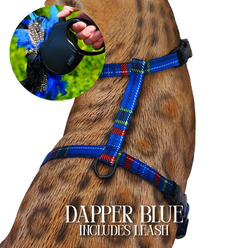 Leash and Harness Set