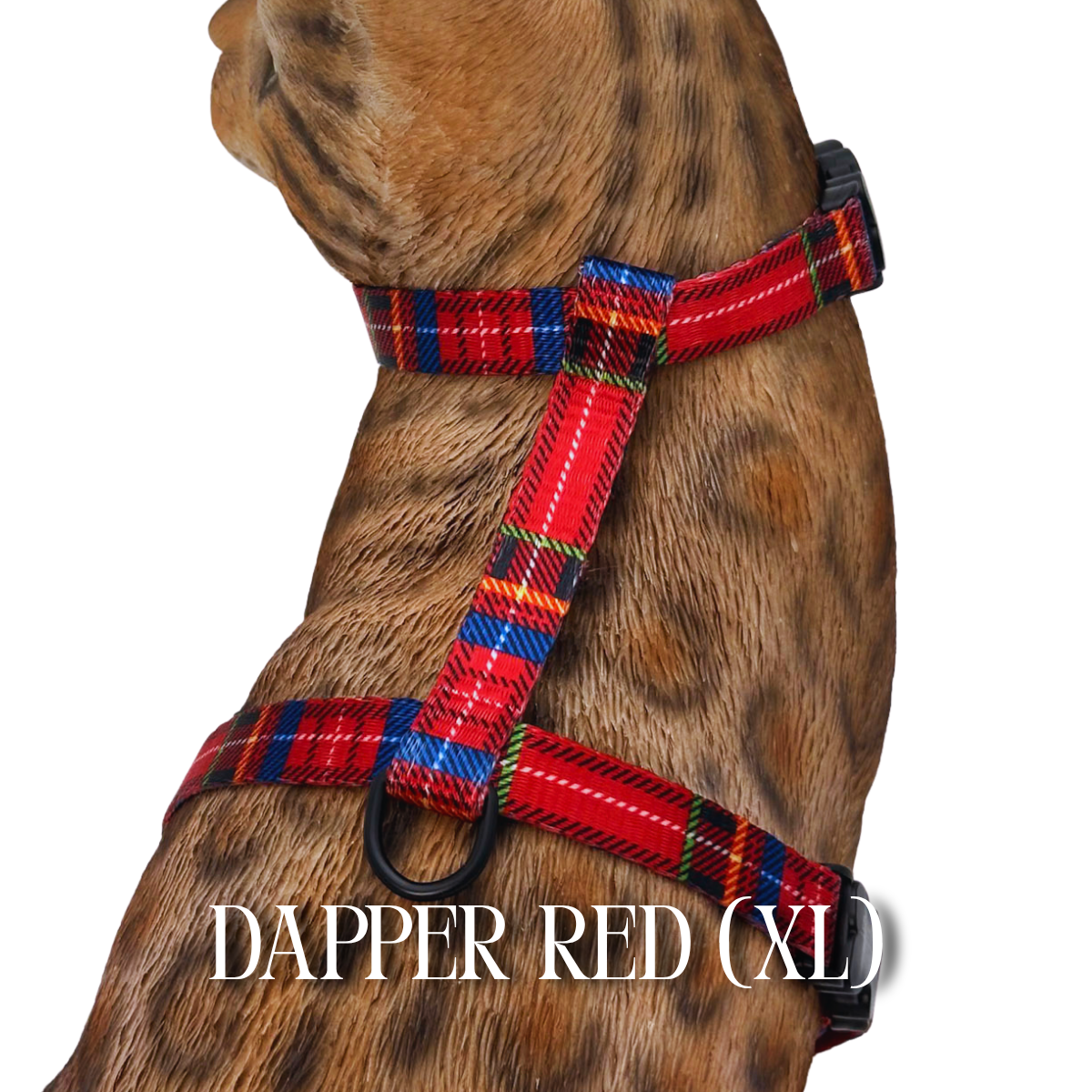 Dapper Collection - Escape Proof