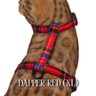 Dapper Collection - Escape Proof