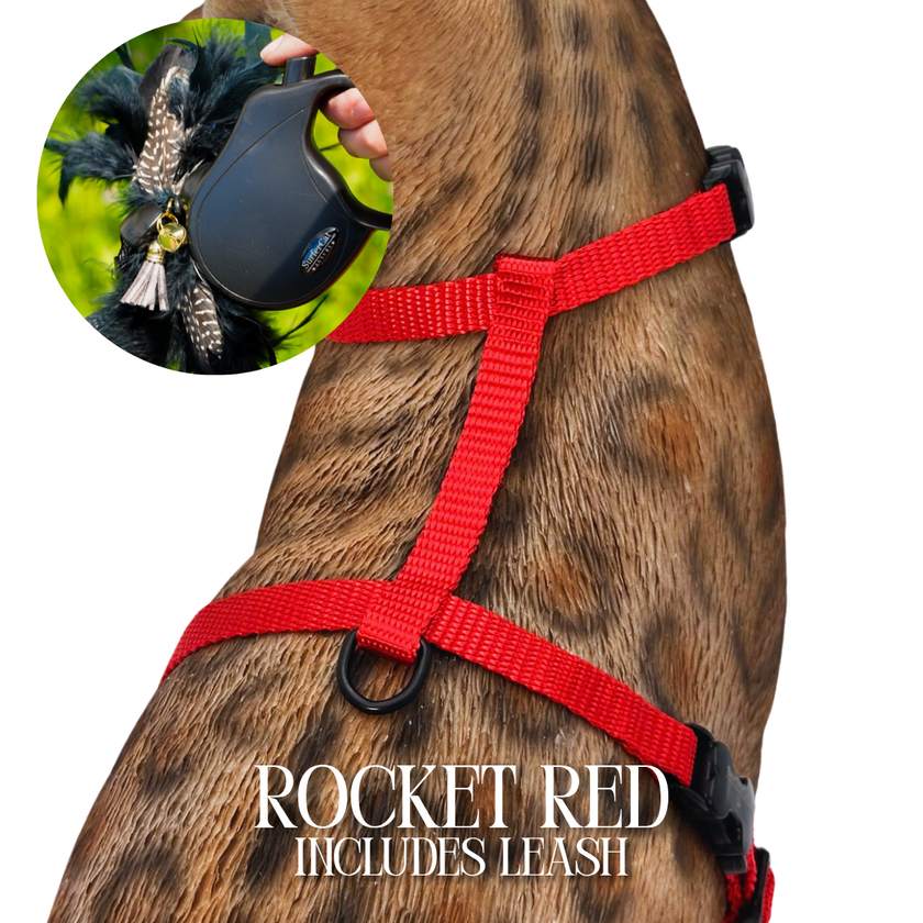 Leash and Harness Set