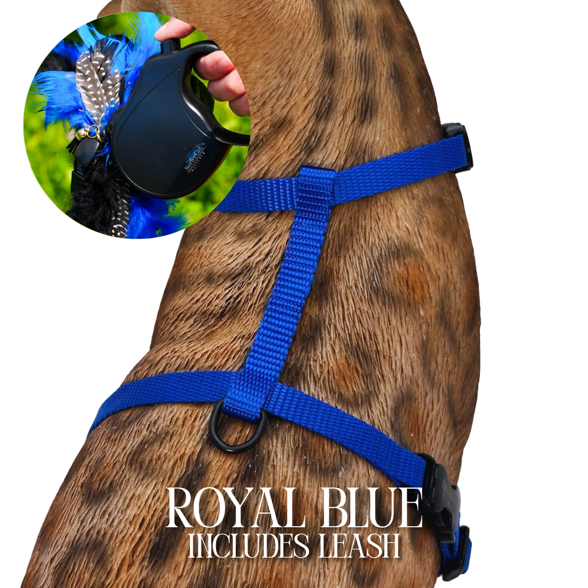 Leash and Harness Set