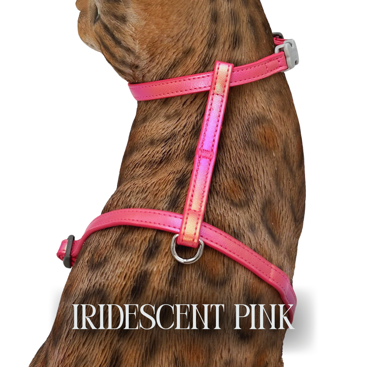 Iridescent Collection- sold separately Hands Free Leash, Escape Proof Harness & collars