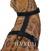 Solid Colors - Escape Proof Harness