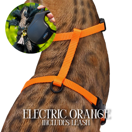 Leash and Harness Set