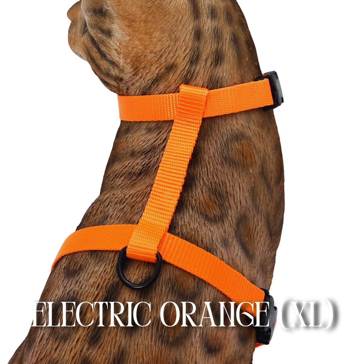 Solid Colors - Escape Proof Harness