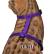 Solid Colors - Escape Proof Harness