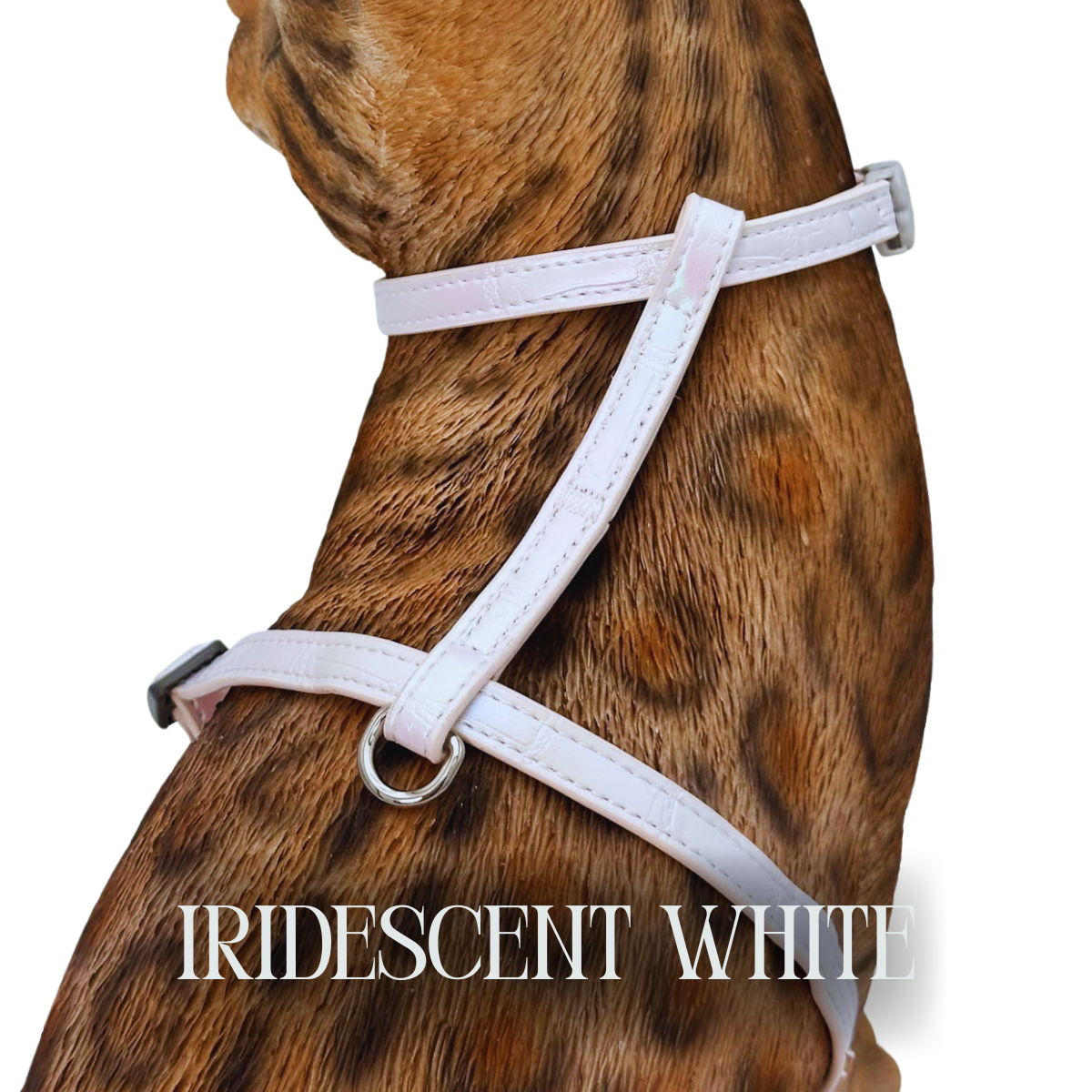 Iridescent Collection- sold separately Hands Free Leash, Escape Proof Harness & collars