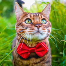 Load image into Gallery viewer, Bowtie Harness Collection

