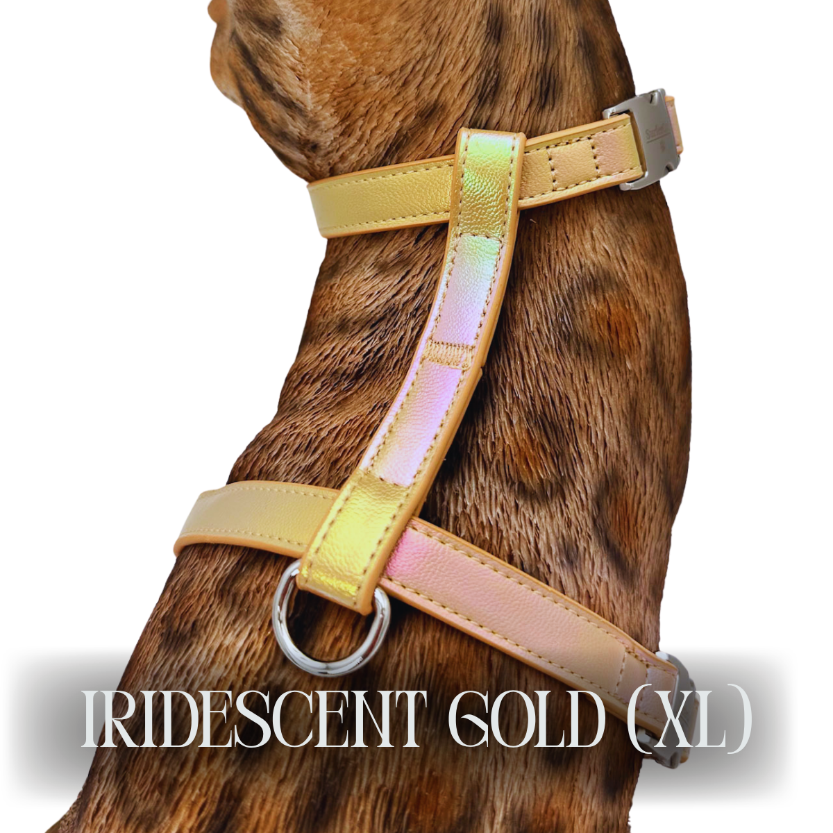 Iridescent Collection- sold separately Hands Free Leash, Escape Proof Harness & collars