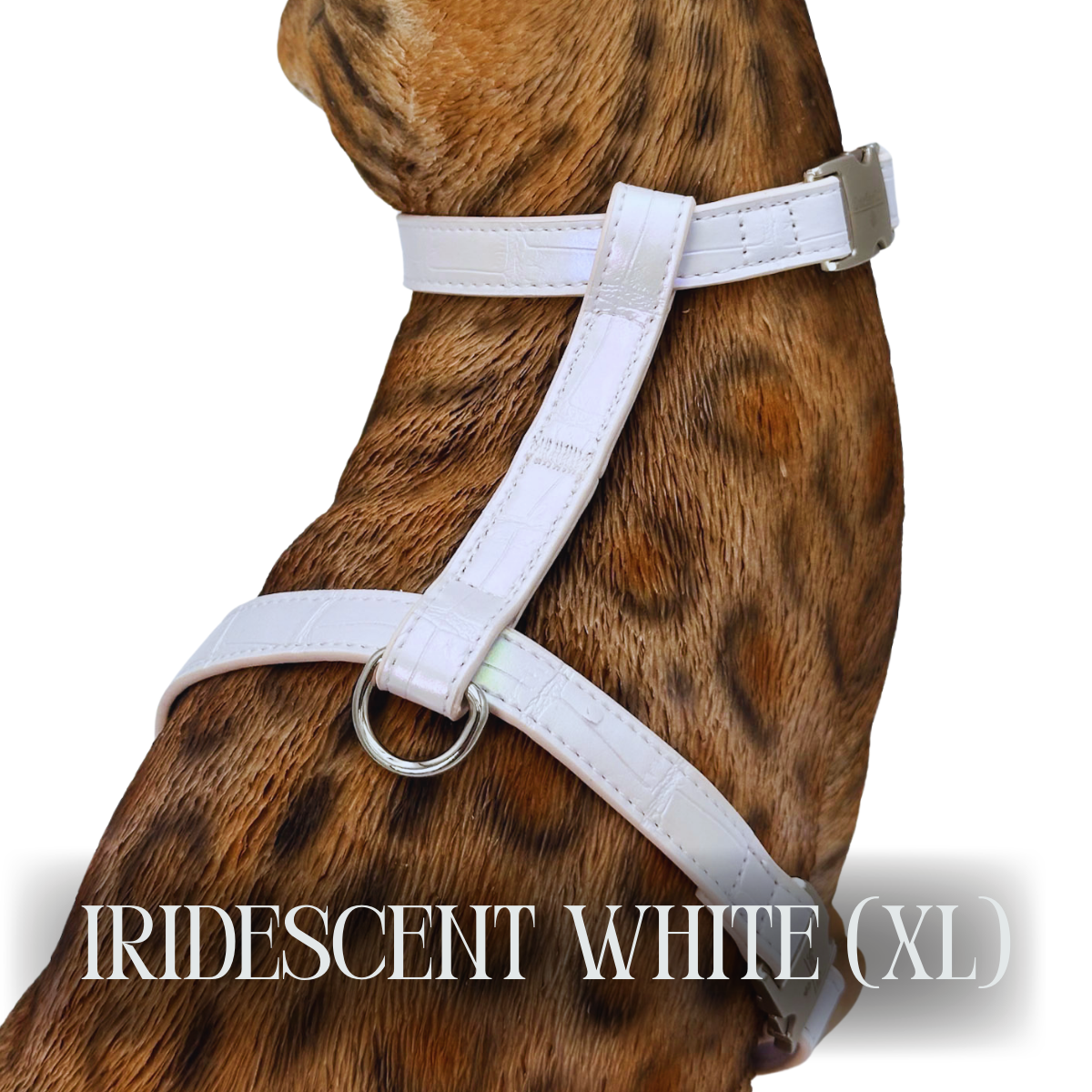 Iridescent Collection- sold separately Hands Free Leash, Escape Proof Harness & collars