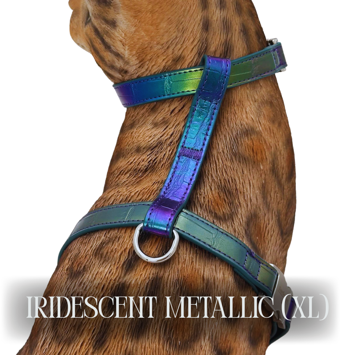 Iridescent Collection- sold separately Hands Free Leash, Escape Proof Harness & collars