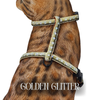 White Dipped in Gold Leash Trainer & Golden Glitter Harness Set
