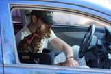 The Road Tripper - Trains Your Cat to Love Car Rides