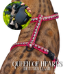 Leash and Harness Set