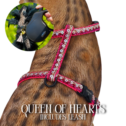 Leash and Harness Set