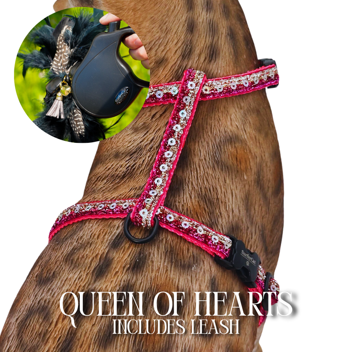 Leash and Harness Set