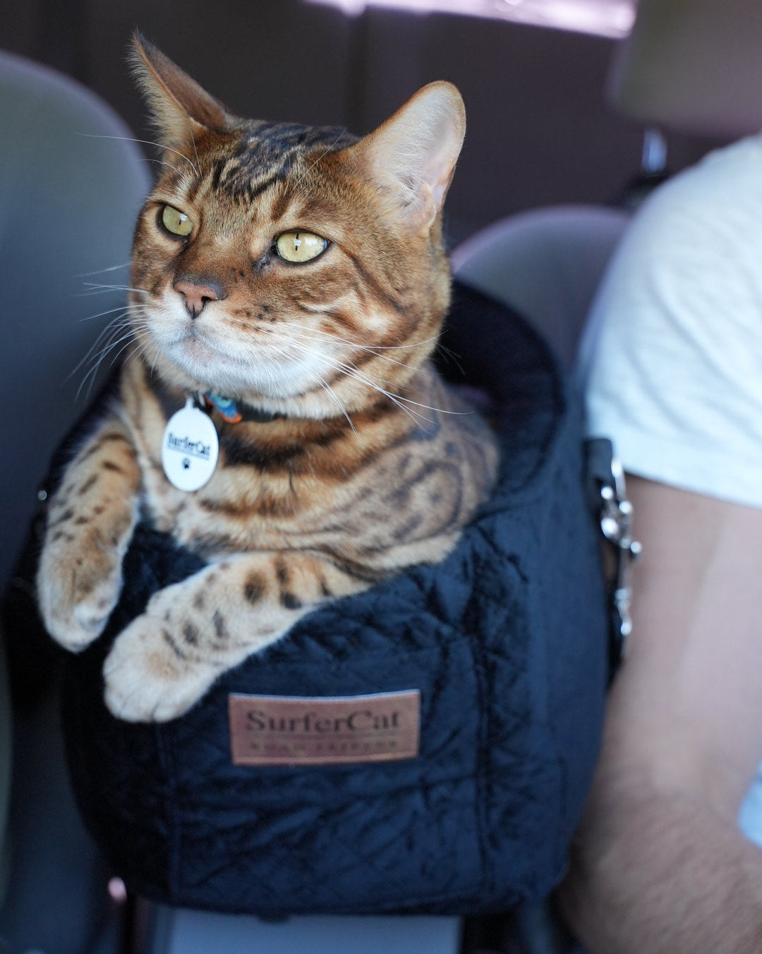 The Road Tripper - Trains Your Cat to Love Car Rides