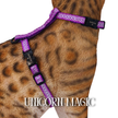 All Harnesses & Collections