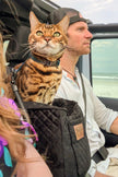 The Road Tripper - Trains Your Cat to Love Car Rides