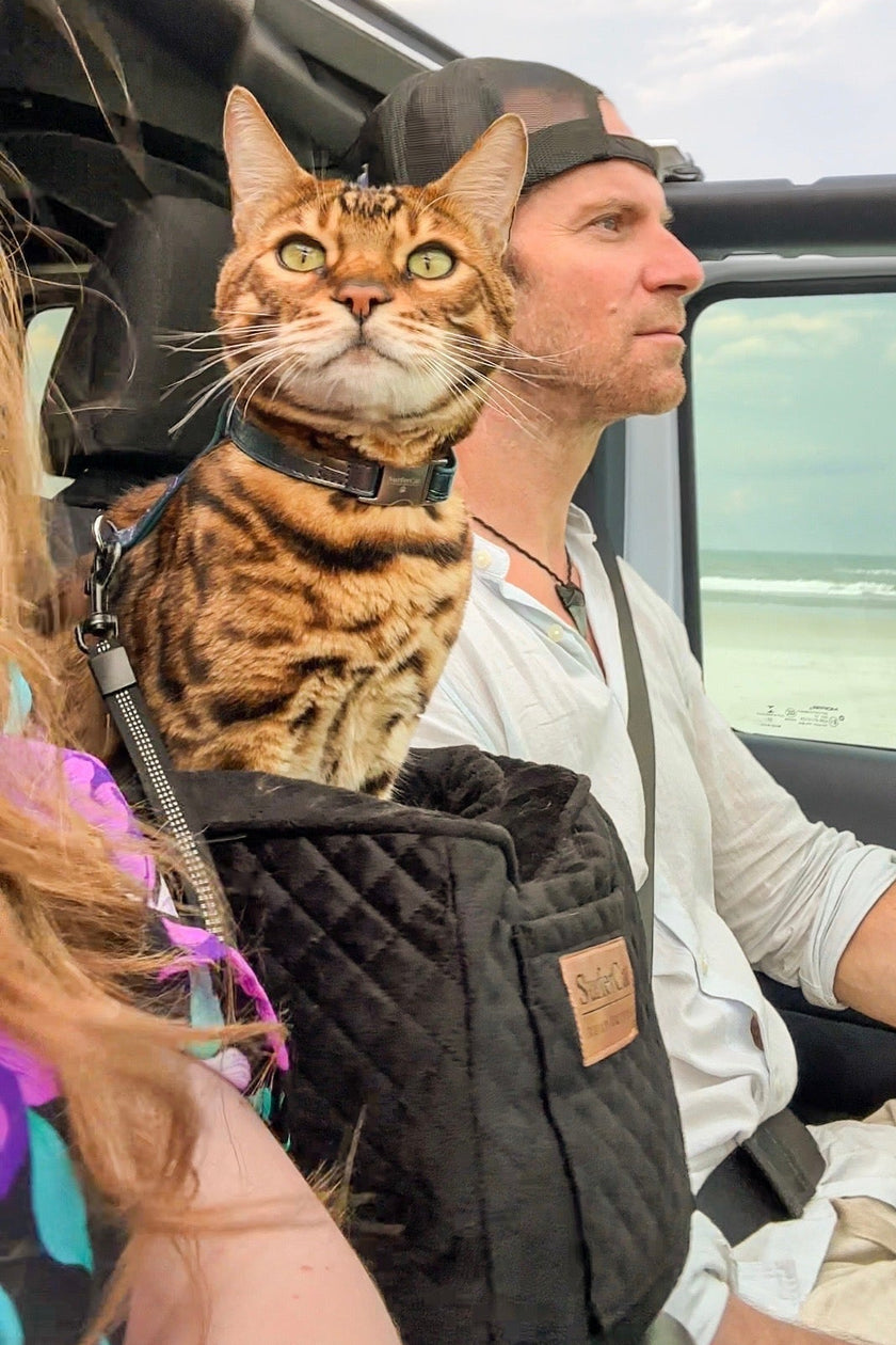 The Road Tripper - Trains Your Cat to Love Car Rides