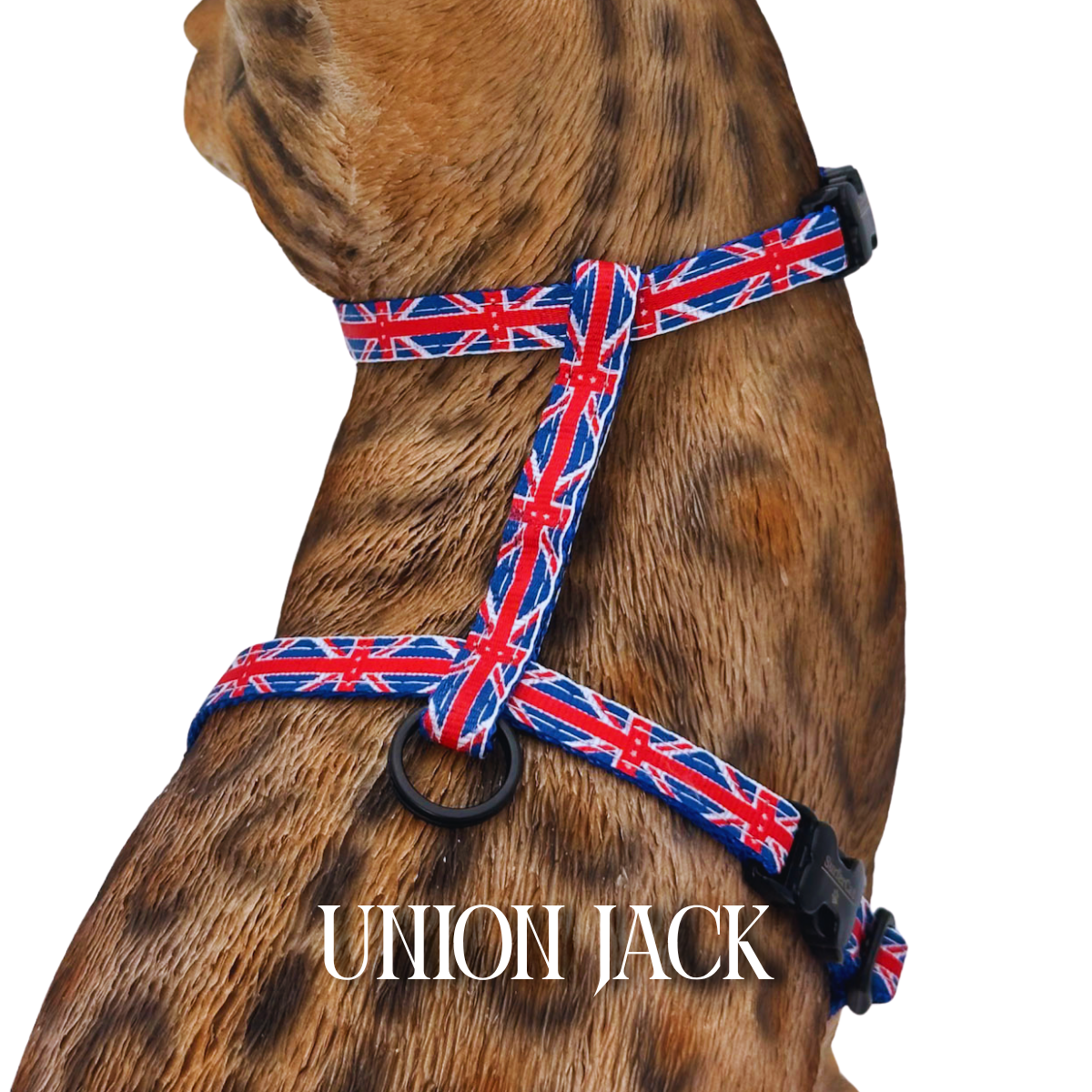 All Harnesses & Collections