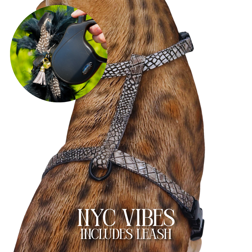 Leash and Harness Set